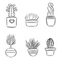 Set of cute succulents plants in pots